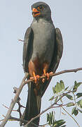 Red-footed Falcon