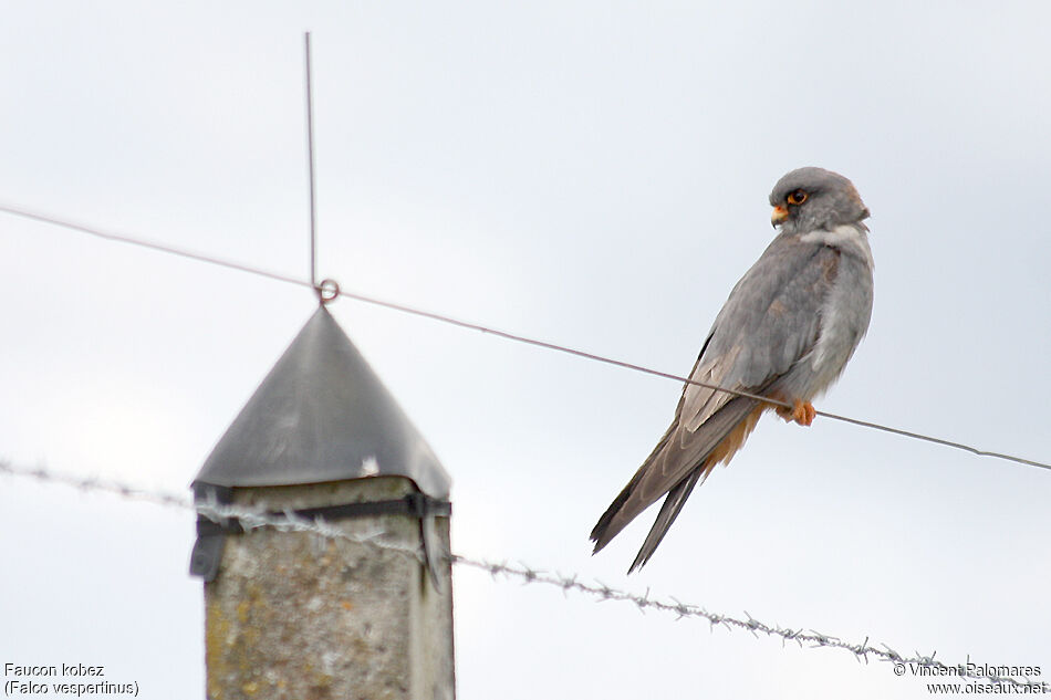 Red-footed Falcon male Second year