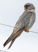 Red-footed Falcon