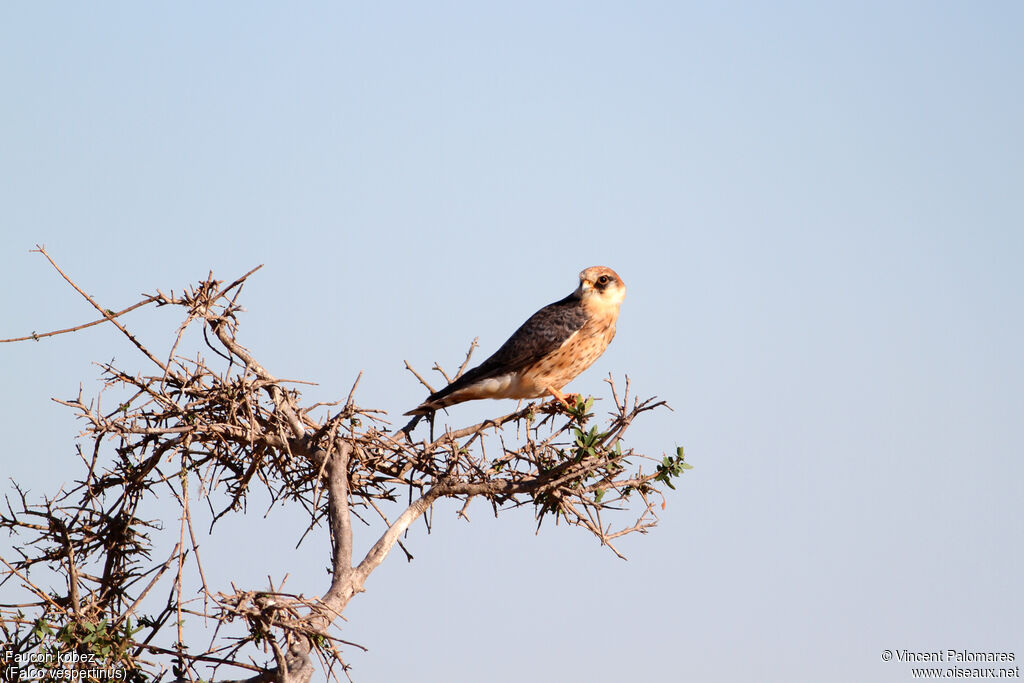 Red-footed Falcon female