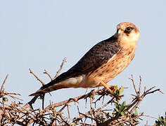 Red-footed Falcon