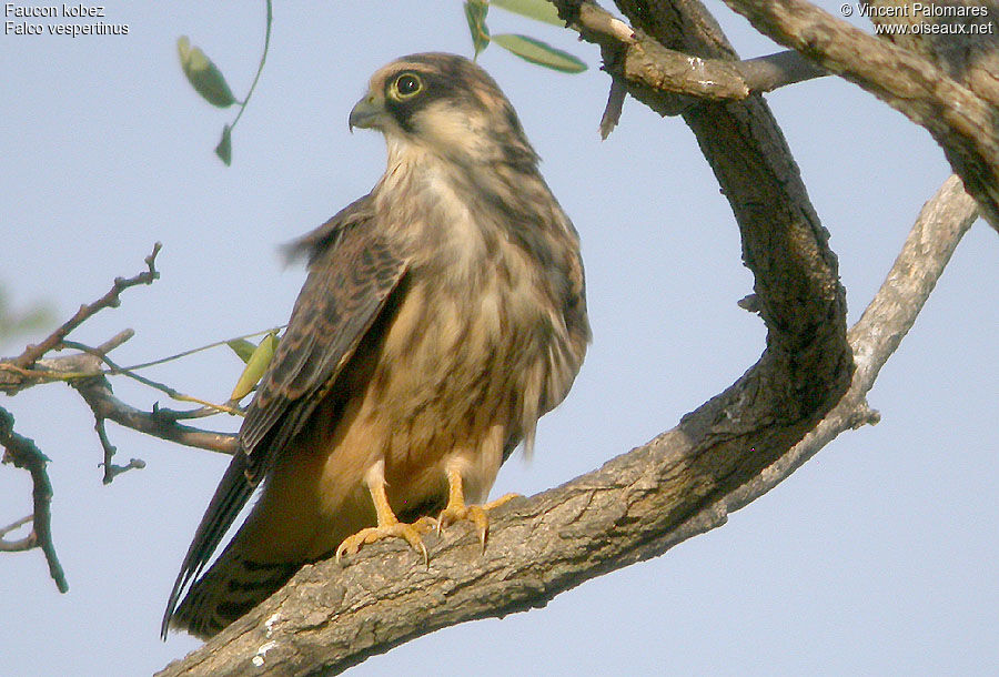 Red-footed Falconjuvenile