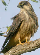 Red-footed Falcon