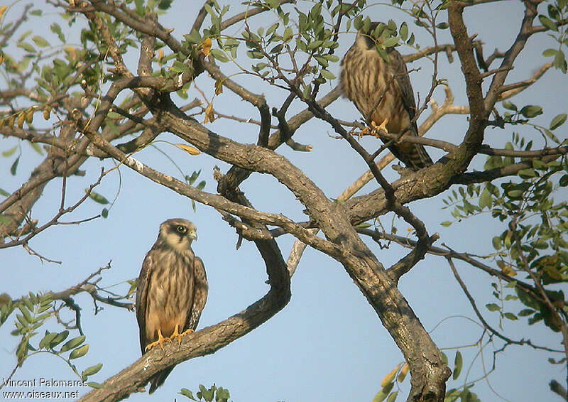 Red-footed Falconjuvenile, identification