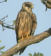 Red-footed Falcon