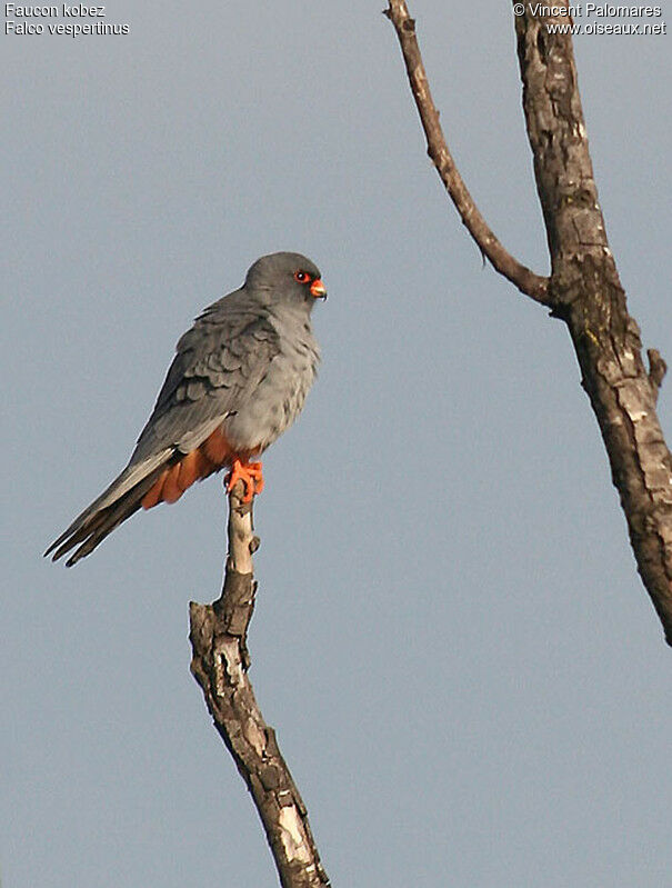 Red-footed Falcon