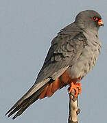 Red-footed Falcon