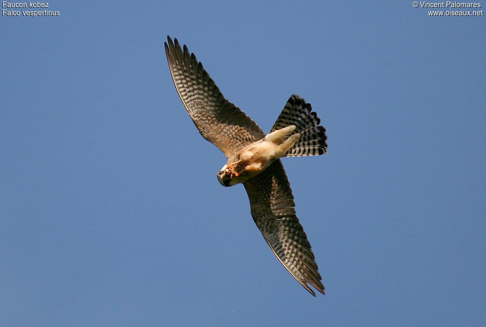 Red-footed Falcon