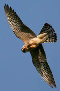 Red-footed Falcon