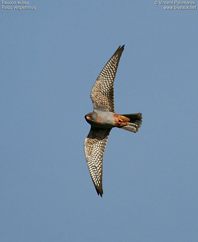 Red-footed Falcon