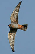 Red-footed Falcon