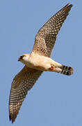 Red-footed Falcon