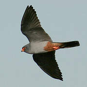 Red-footed Falcon