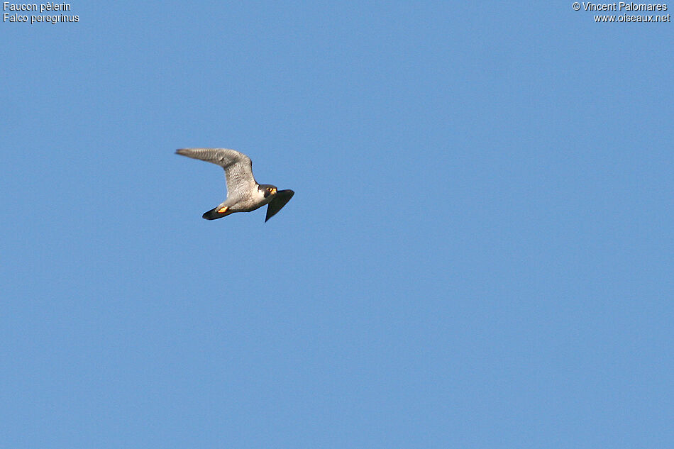 Peregrine Falcon