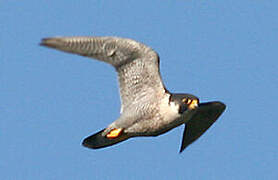 Peregrine Falcon