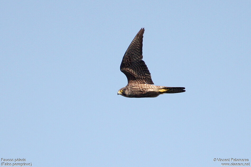 Peregrine FalconSecond year