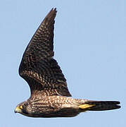 Peregrine Falcon