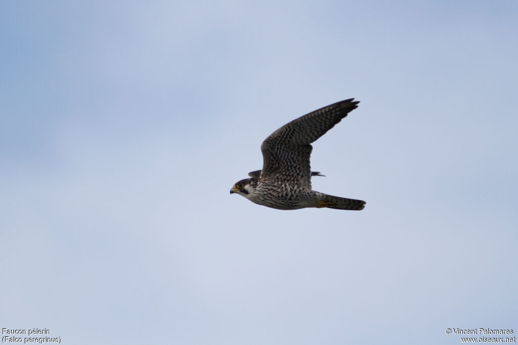 Peregrine Falconadult, Flight