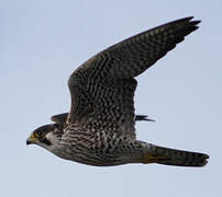 Peregrine Falcon