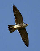 Peregrine Falcon