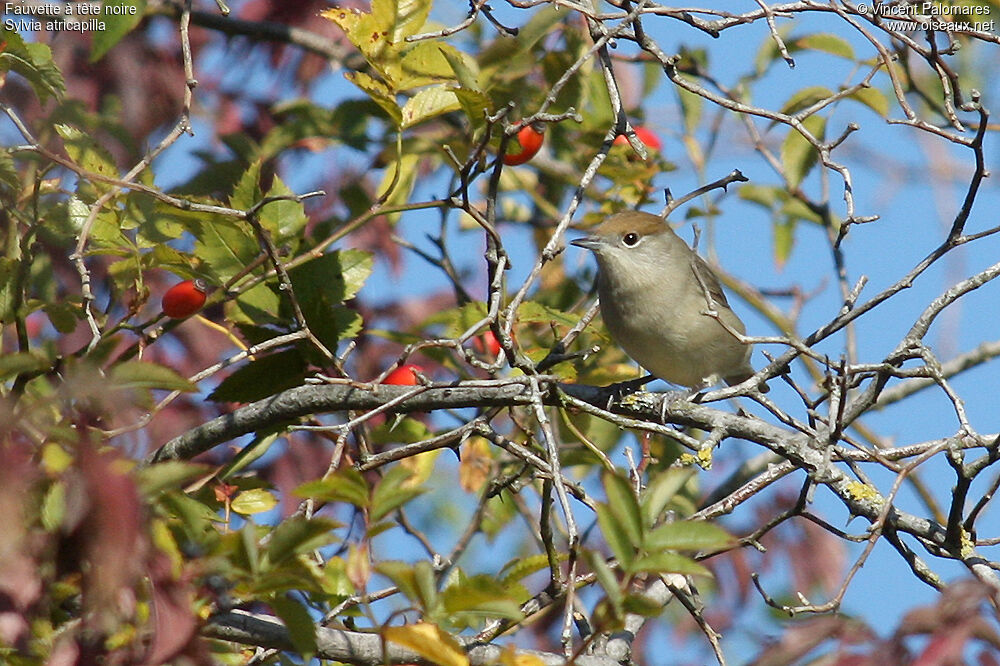 Eurasian Blackcap