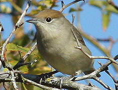 Eurasian Blackcap