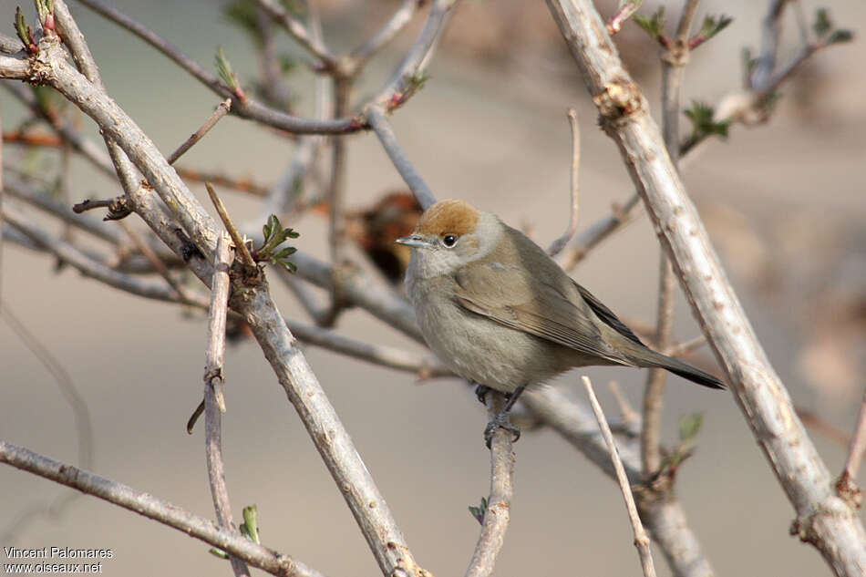 Eurasian Blackcap female adult, identification