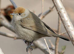 Eurasian Blackcap