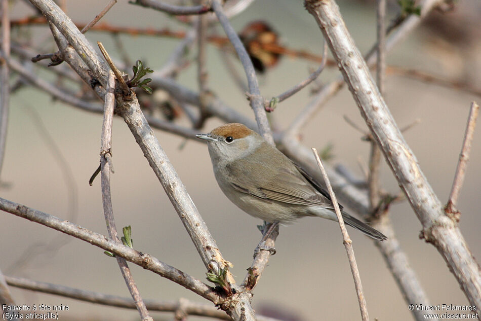 Eurasian Blackcap female