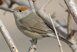 Eurasian Blackcap