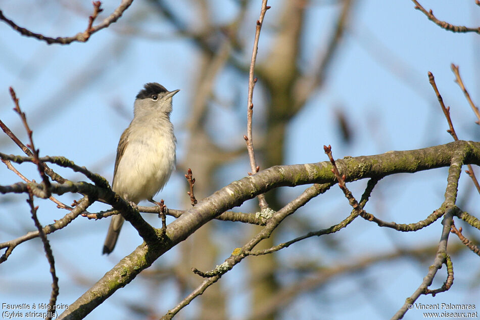 Eurasian Blackcap male