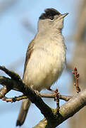 Eurasian Blackcap