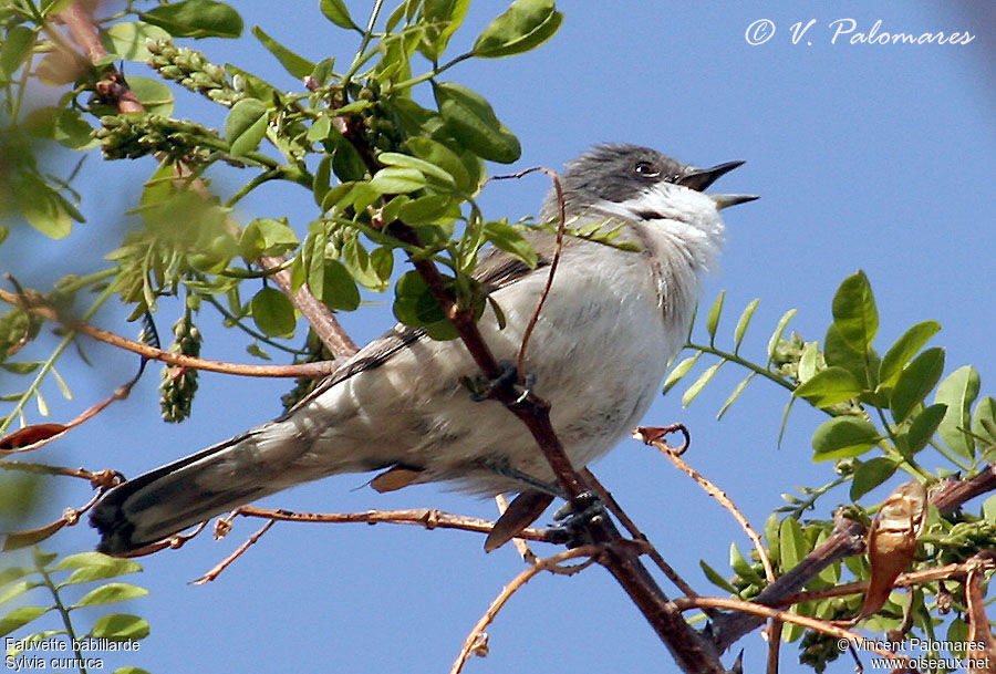 Lesser Whitethroat