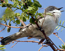 Lesser Whitethroat