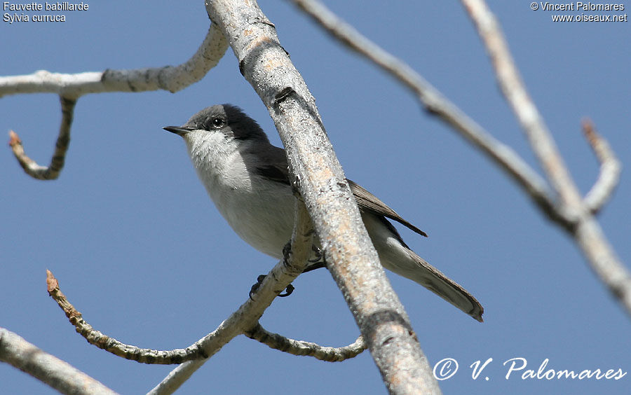 Lesser Whitethroat