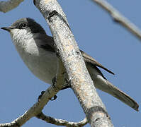 Lesser Whitethroat