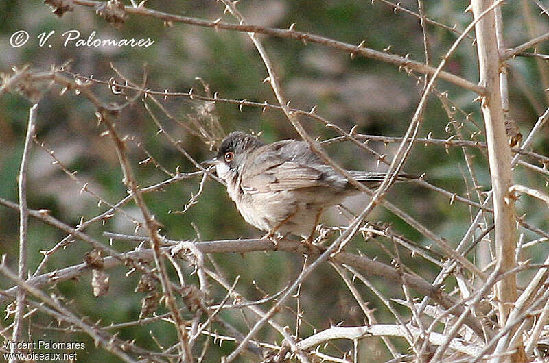 Fauvette de Ménétries, habitat, pigmentation