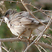 Menetries's Warbler