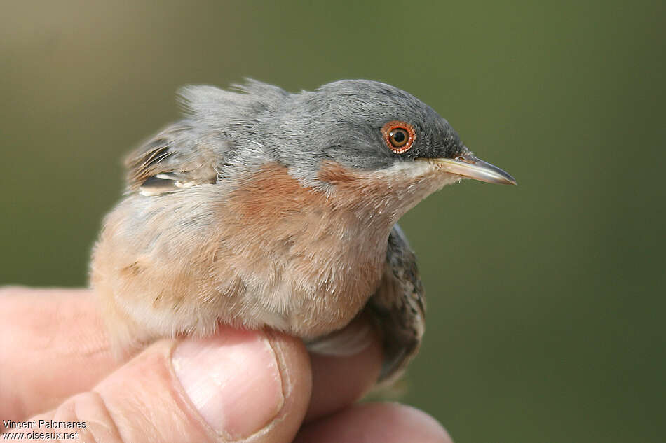 Moltoni's Warbler male adult, close-up portrait