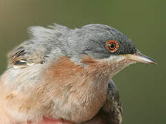 Moltoni's Warbler