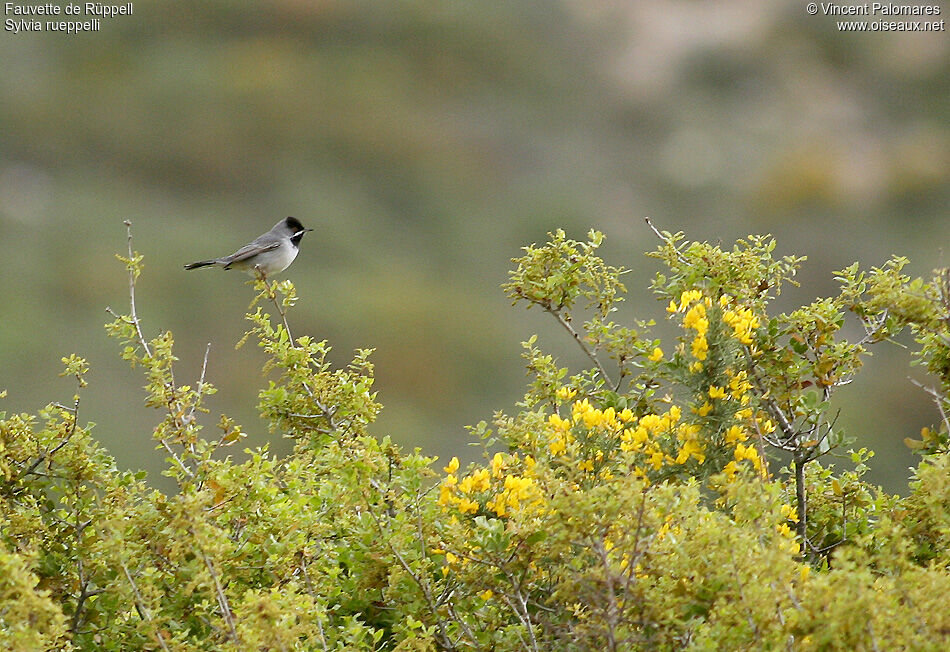 Rüppell's Warbler