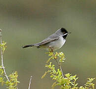 Rüppell's Warbler