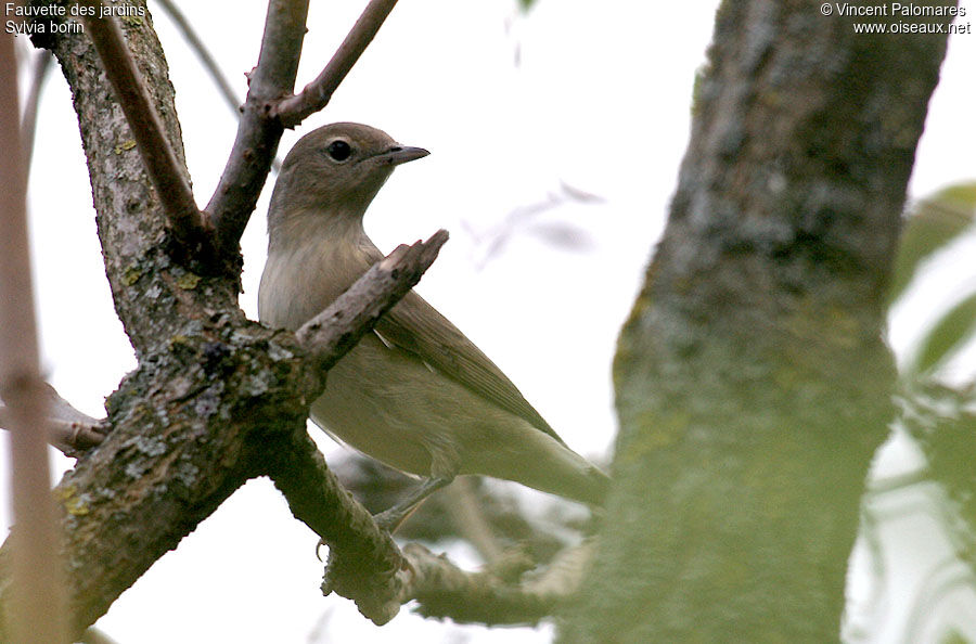 Garden Warbler