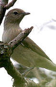 Garden Warbler