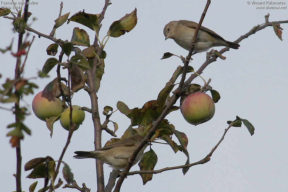 Garden Warbler