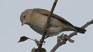 Garden Warbler