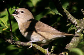 Garden Warbler