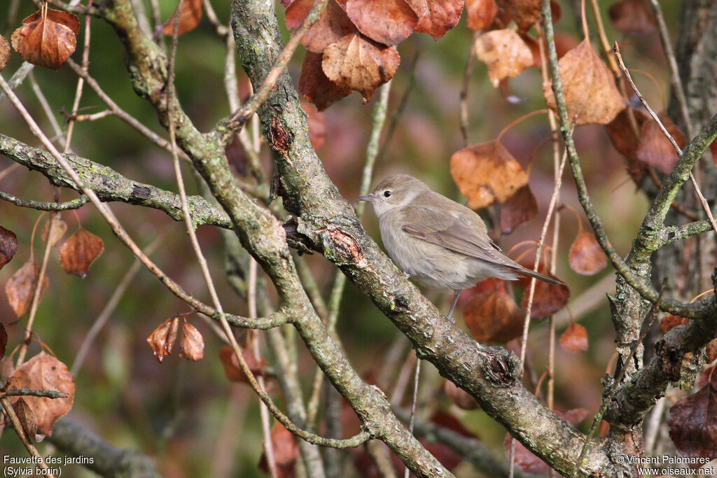 Garden Warbler