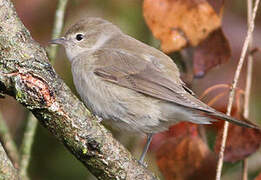 Garden Warbler