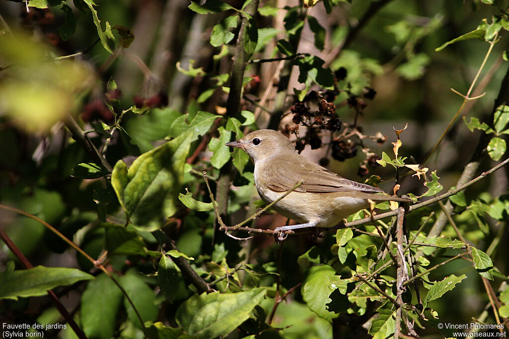 Garden Warbler